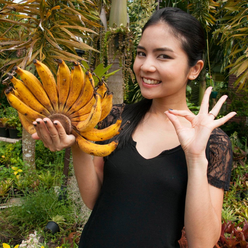 Thai Bananas - Freeze Dried